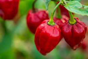 Peperita, Peperoncini