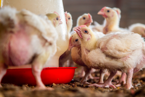 &ldquo;The Pecking Order&rdquo;: i grandi marchi di fast food non rispettano gli impegni per la tutela dei polli