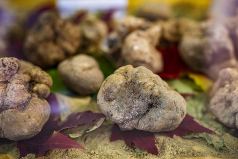 Annata povera e difficile per i tartufi: sono buoni, ma pochi e con prezzi  altissimi (6.000 euro/kg) - WineNews