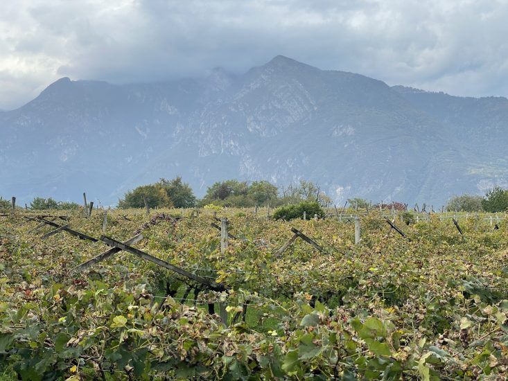 Le colline vitate del Trentodoc