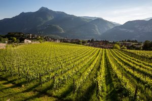 Trento celebra le “bollicine talentuose” del Trentodoc, il primo metodo classico Doc italiano