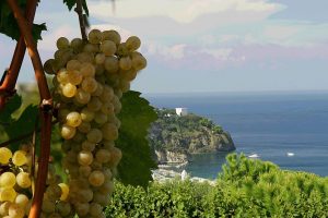 Nasce il primo vino dell’Isola di Procida, esempio di viticoltura eroica