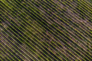 Meno cantine ma più grandi: da Unione Italiana Vini (Uiv) la fotografia del panorama vitivinicolo Meno cantine ma più grandi: da Unione Italiana Vini (Uiv) la fotografia del panorama vitivinicolo
