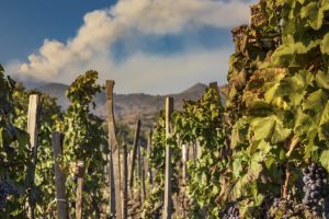 Renzo Rosso sull’Etna: Red Circle Investments rileva il 40% di Benanti per 7,5 milioni di euro