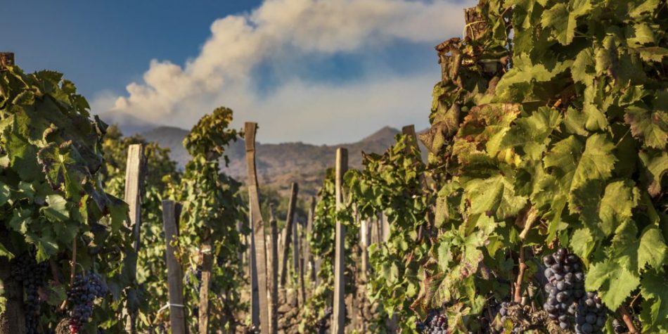 I filari di Benanti, alle pendici dell’Etna