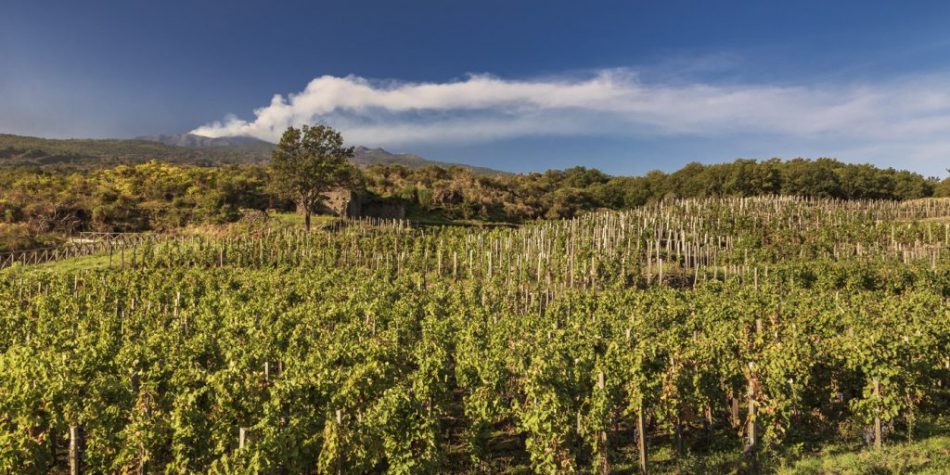 I filari di Benanti, alle pendici dell’Etna