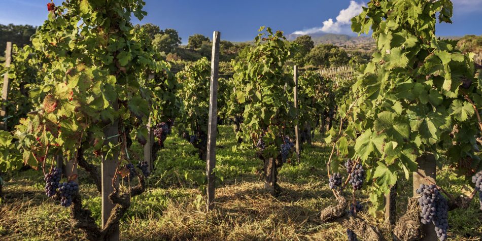 I filari di Benanti, alle pendici dell’Etna
