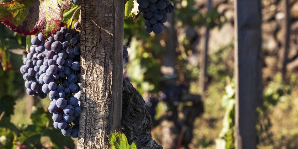 I filari di Benanti, alle pendici dell’Etna