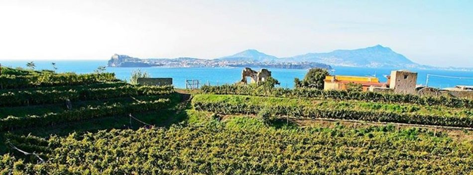 I filari da cui nasce il vino di Procida