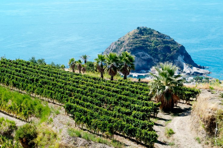 I filari da cui nasce il vino di Procida