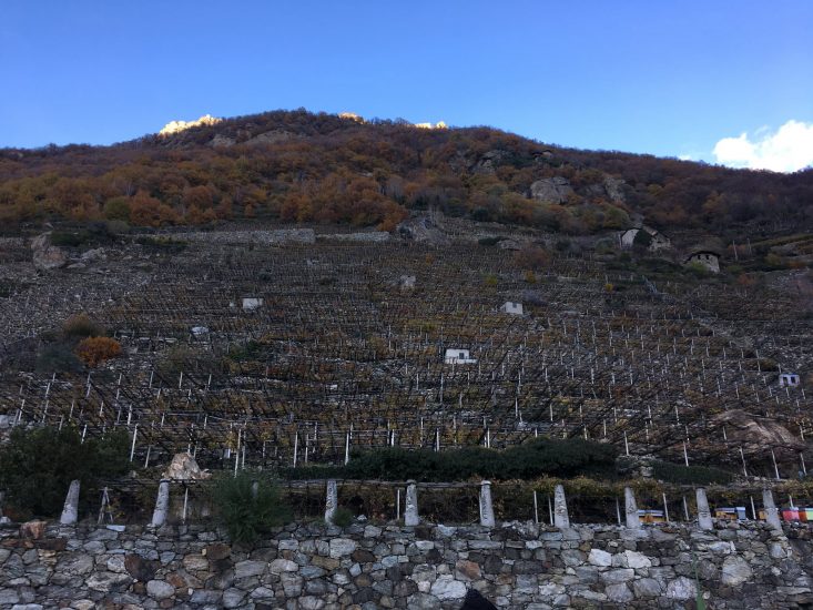 La viticoltura eroica