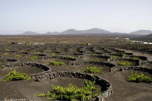 I vini da viticoltura eroica si sfidano nel “Mondial des Vins Extremes” n. 32 del Cervim