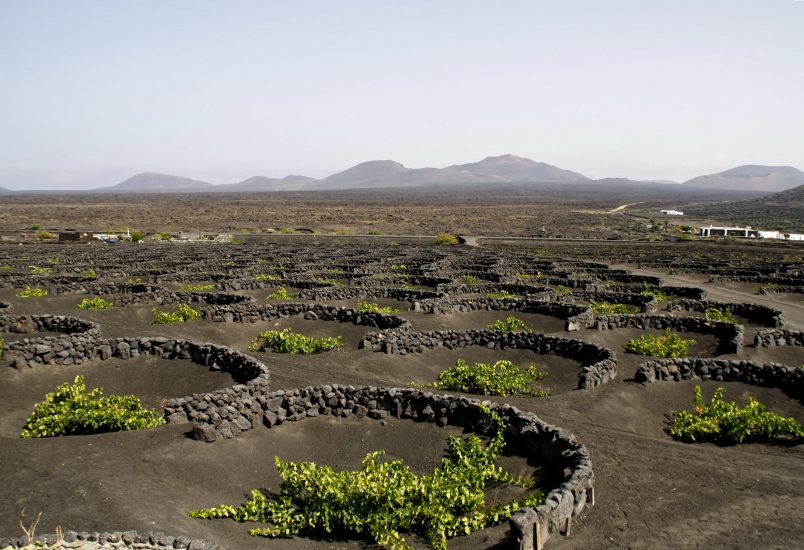 La viticoltura eroica