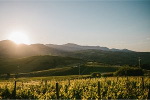 Cantina Zaccagnini, the Montepulciano d’Abruzzo brand, bought by the ARGEA Group