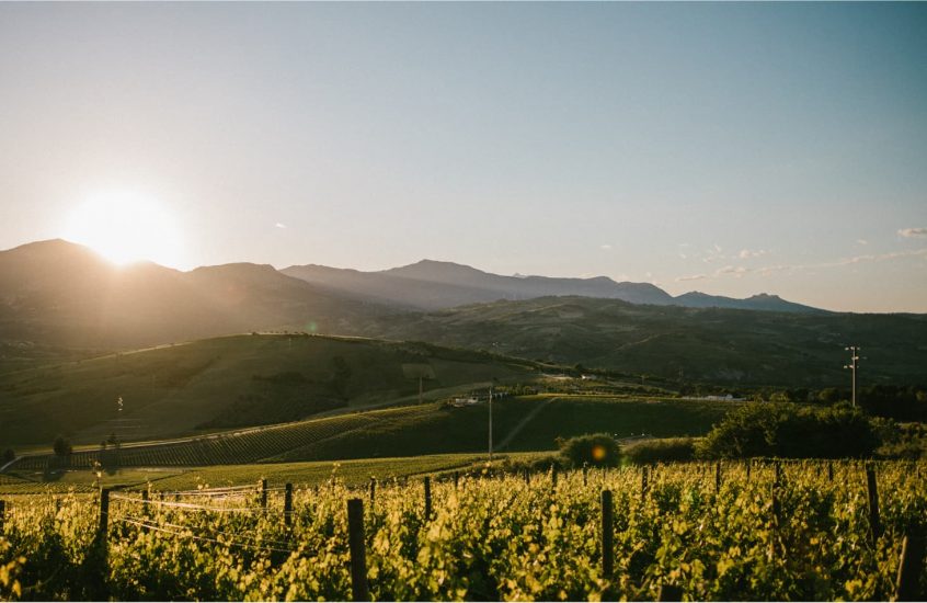 I vigneti di Cantina Zaccagnini