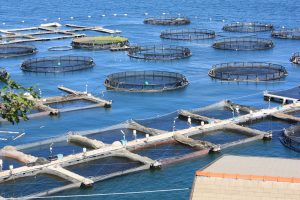 L&rsquo;80% del pesce in Italia arriva dall&rsquo;estero. Agricoltori Cia al Governo: potenziare acquacoltura