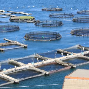 Il mare &ldquo;bollente&rdquo; minaccia l&rsquo;acquacoltura: dal Governo 3 milioni per sostenere i pescatori italiani