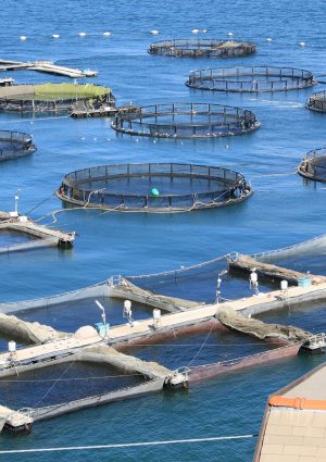 Il mare &ldquo;bollente&rdquo; minaccia l&rsquo;acquacoltura: dal Governo 3 milioni per sostenere i pescatori italiani
