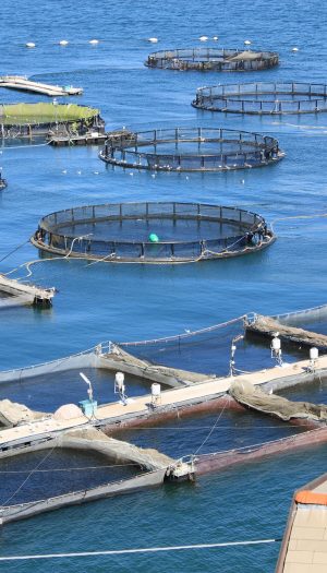 Il mare &ldquo;bollente&rdquo; minaccia l&rsquo;acquacoltura: dal Governo 3 milioni per sostenere i pescatori italiani