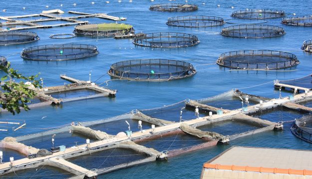 Il mare &ldquo;bollente&rdquo; minaccia l&rsquo;acquacoltura: dal Governo 3 milioni per sostenere i pescatori italiani