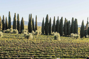 I Quaderni di WineNews - Bolgheri