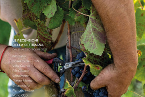 I Vini di WineNews - N. 228