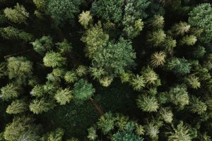 Giornata degli Alberi, l&rsquo;Italia pronta ad accogliere 6,6 milioni di nuove piante grazie al Pnrr