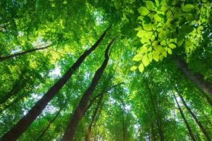 Svolta green contro il Climate Change: in Italia arrivano 6,6 milioni di nuovi alberi con fondi Pnrr