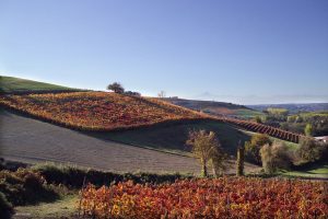 Barolo 2022, annata tra le più atipiche degli ultimi anni, di duro lavoro, resistenza e resilienza