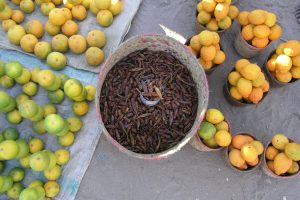 Italiani: no agli insetti nel piatto. Il 54% &egrave; contrario al loro impiego per uso alimentare