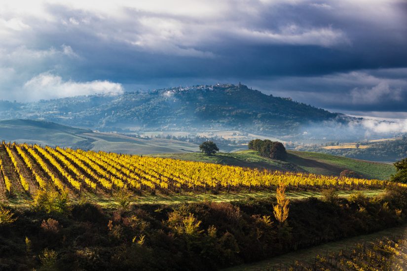 Montalcino e il Sangiovese (Credit: Francesco Belviso)