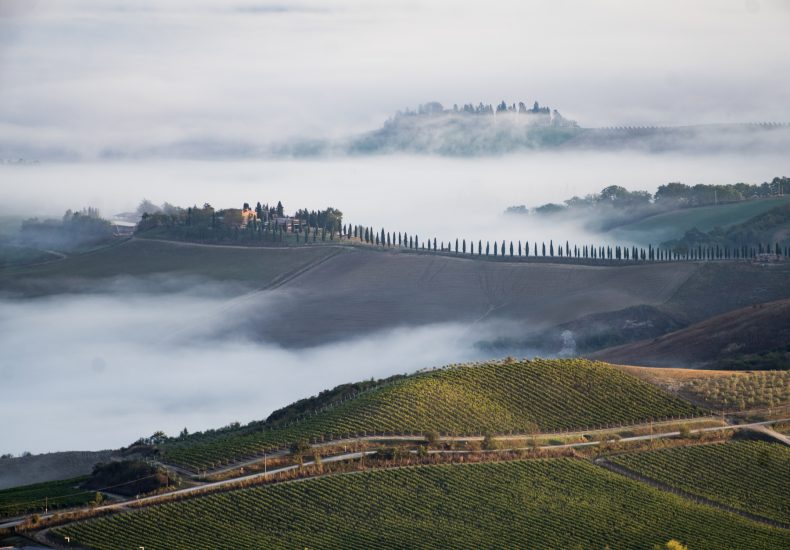 Montalcino e i filari di Sangiovese