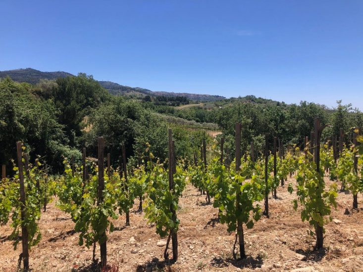 I vigneti di Arianna Occhipinti