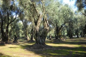 Per la prima volta sequenziato il Dna delle cultivar di olivo più diffuse in Italia Per la prima volta sequenziato il Dna delle cultivar di olivo più diffuse in Italia