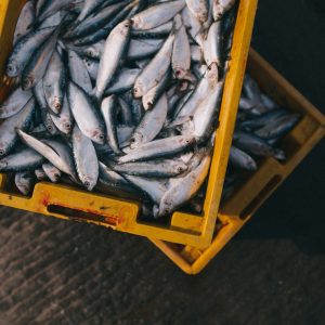 Basta sgombri, seppie e sogliole: pesce fresco troppo caro, gli italiani tagliano i consumi del 31%