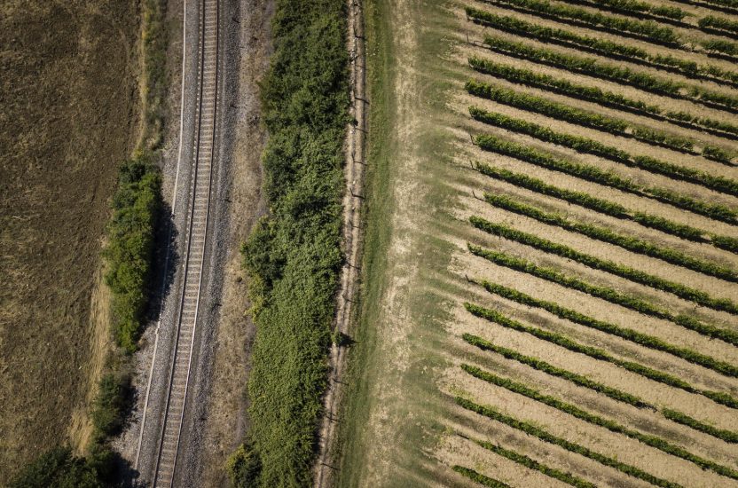 Vigna Ferrovia, vigneto di Pian delle Vigne (Antinori)