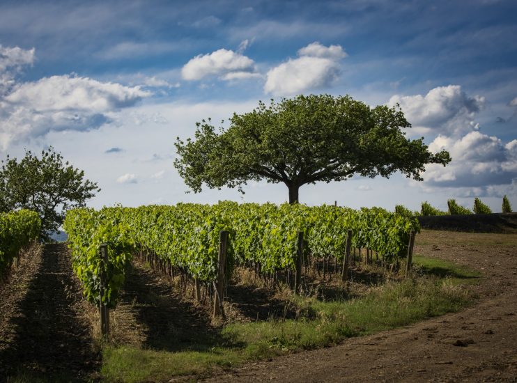 I filari di Pian delle Vigne (Antinori)