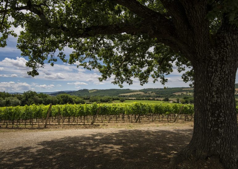 I filari di Pian delle Vigne (Antinori)