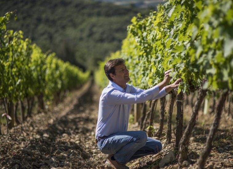 I filari di Pian delle Vigne (Antinori)