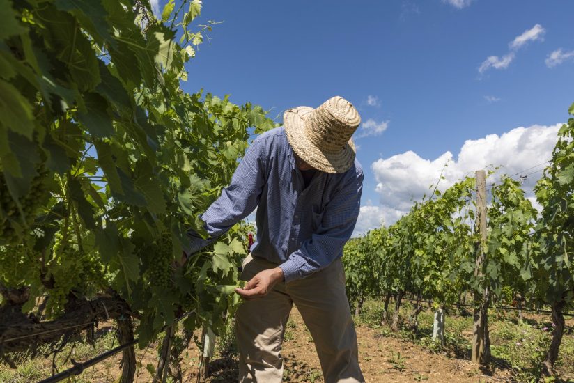 I filari di Pian delle Vigne (Antinori)