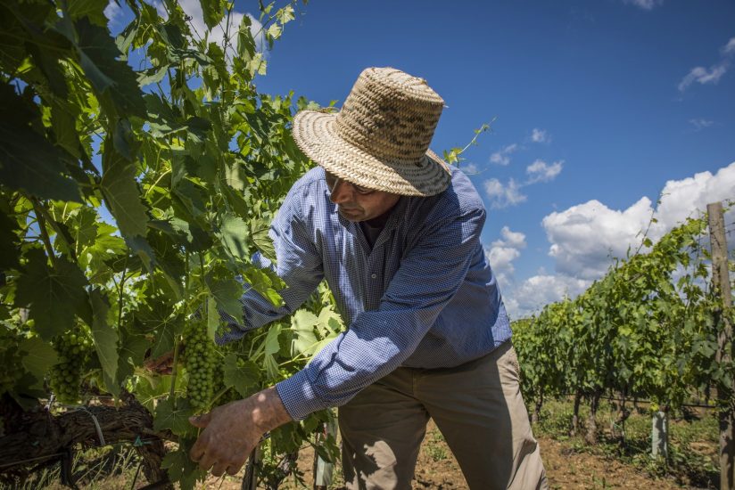 I filari di Pian delle Vigne (Antinori)
