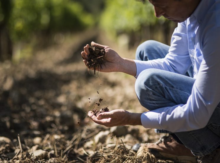 I filari di Pian delle Vigne (Antinori)