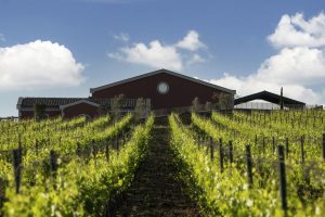 Antinori a Montalcino: completa la nuova cantina di Pian delle Vigne, ideata da Piero Antinori Antinori a Montalcino: completa la nuova cantina di Pian delle Vigne, ideata da Piero Antinori