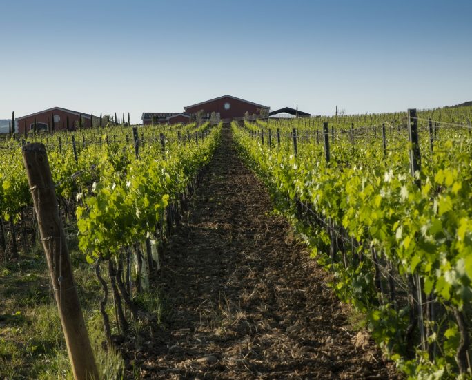 I filari di Pian delle Vigne (Antinori)