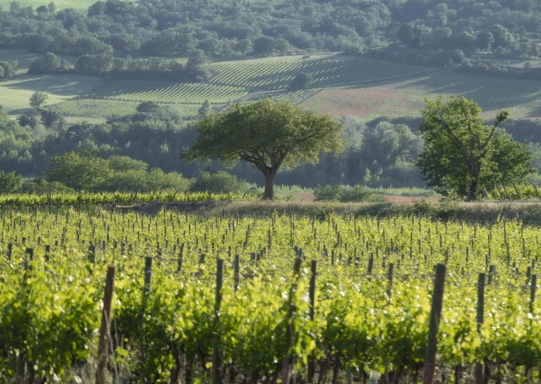 I filari di Pian delle Vigne (Antinori)