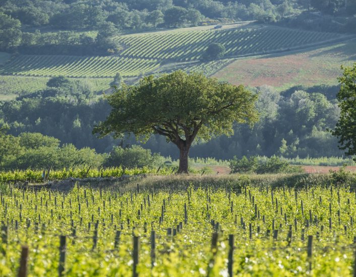 I filari di Pian delle Vigne (Antinori)