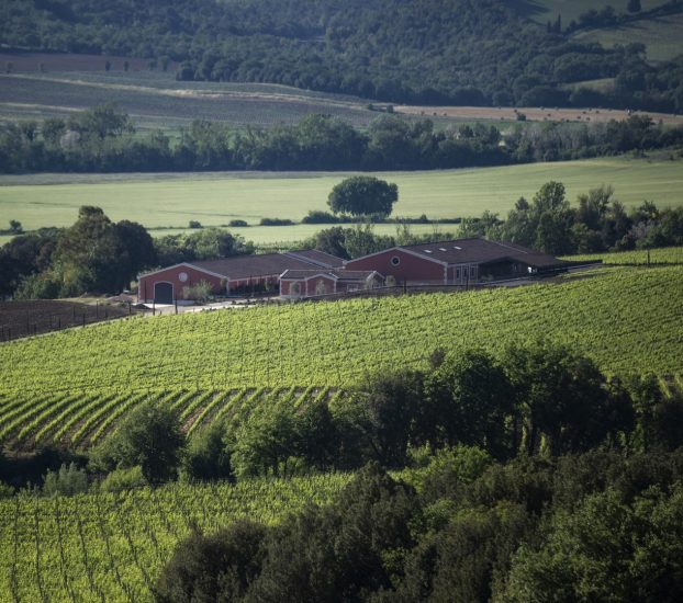 I filari di Pian delle Vigne (Antinori)