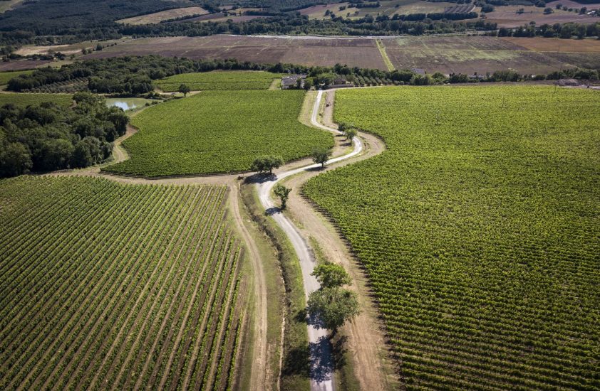 I filari di Pian delle Vigne (Antinori)