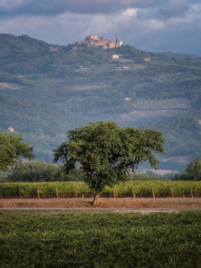 I filari di Pian delle Vigne (Antinori)