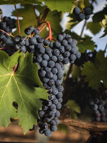 Il Sangiovese di Pian delle Vigne (Antinori)